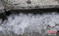 春季柳絮多，空壓機(jī)如何防范和清理